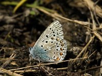 Polyommatus bellargus 22, Adonisblauwtje, male, Saxifraga-Jan van der Straaten