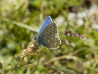 Polyommatus bellargus 23, Adonisblauwtje, male, Saxifraga-Jan van der Straaten