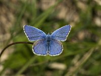 Polyommatus bellargus 25, Adonisblauwtje, male, Saxifraga-Jan van der Straaten