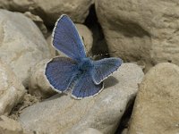 Polyommatus bellargus 26, Adonisblauwtje, male , Saxifraga-Jan van der Straaten