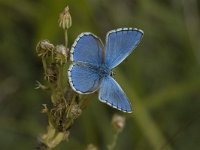 Polyommatus bellargus 27, Adonisblauwtje, male, Saxifraga-Jan van der Straaten