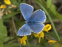 Polyommatus bellargus 28, Adonisblauwtje, male, Saxifraga-Jan van der Straaten