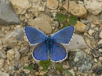 Polyommatus bellargus 29, Adonisblauwtje, male, Saxifraga-Marijke Verhagen