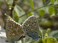 Polyommatus bellargus 3, Adonisblauwtje, Vlinderstichting-Henk Bosma