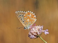 Polyommatus bellargus 33, Adonisblauwtje, Vlinderstichting-Albert Vliegenthart