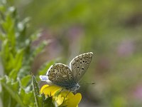 Polyommatus bellargus 34, Adonisblauwtje, Vlinderstichting-Henk Bosma