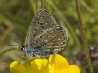 Polyommatus bellargus 35, Adonisblauwtje, Saxifraga-Jan van der Straaten