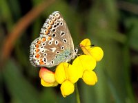 Polyommatus bellargus 36, Adonisblauwtje, Vlinderstichting-Ab H Baas