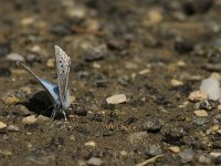 Polyommatus bellargus 37, Adonisblauwtje, male, Saxifraga-Jan van der Straaten