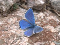 Polyommatus bellargus 39, Adonisblauwtje, Vlinderstichting-Kars Veling