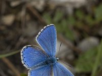 Polyommatus bellargus 40, Adonisblauwtje, Vlinderstichting-Henk Bosma