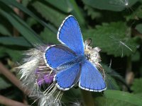 Polyommatus bellargus 43, Adonisblauwtje, Vlinderstichting-Kars Veling