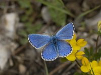 Polyommatus bellargus 44, Adonisblauwtje, Vlinderstichting-Henk Bosma