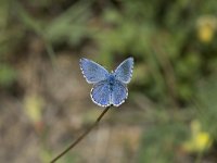 Polyommatus bellargus 46, Adonisblauwtje, Vlinderstichting-Henk Bosma