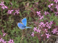 Polyommatus bellargus 47, Adonisblauwtje, Vlinderstichting-Kars Veling