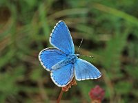 Polyommatus bellargus 48, Adonisblauwtje, Vlinderstichting-Albert Vliegenthart