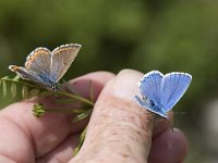 Polyommatus bellargus 49, Adonisblauwtje, Vlinderstichting-Henk Bosma