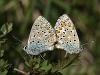 Polyommatus bellargus 5, Adonisblauwtje, Saxifraga-Marijke Verhagen