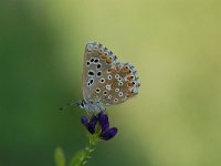 Polyommatus bellargus 50, Adonisblauwtje, Saxifraga-Arthur van Dijk