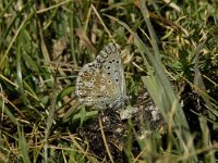 Polyommatus bellargus 51, Adonisblauwtje, Saxifraga-Willem van Kruijsbergen