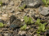 Polyommatus bellargus 52, Adonisblauwtje, male, Saxifraga-Jan van der Straaten