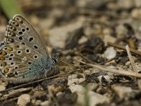 Polyommatus bellargus 54, Adonisblauwtje, male, Saxifraga-Jan van der Straaten