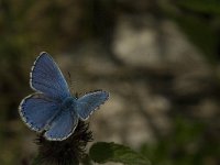 Polyommatus bellargus 56, Adonisblauwtje, Saxifraga-Jan van der Straaten