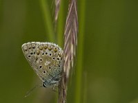 Polyommatus bellargus 57, Adonisblauwtje, male, Saxifraga-Jan van der Straaten