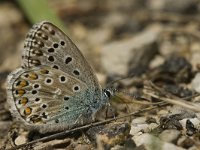 Polyommatus bellargus 63, Adonisblauwtje, male, Saxifraga-Jan van der Straaten