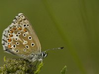 Polyommatus bellargus 65, Adonisblauwtje, female, Saxifraga-Jan van der Straaten