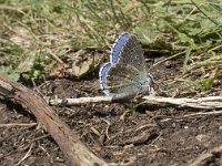 Polyommatus bellargus 68, Adonisblauwtje, Saxifraga-Willem van Kruijsbergen