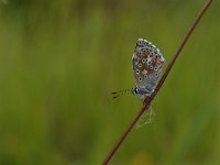 Polyommatus bellargus 70, Adonisblauwtje, Saxifraga-Luuk Vermeer