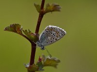 Polyommatus bellargus 71, Adonisblauwtje, Saxifraga-Luuk Vermeer