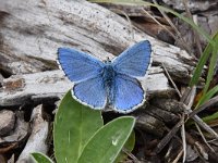 Polyommatus bellargus 72, Adonisblauwtje, Saxifraga-Luuk Vermeer