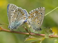 Polyommatus bellargus 73, Adonisblauwtje, Saxifraga-Marijke Verhagen