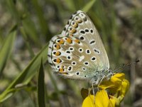 Polyommatus bellargus 74, Adonisblauwtje, Saxifraga-Jan van der Straaten