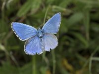 Polyommatus bellargus 78, Adonisblauwtje, Saxifraga-Willem van Kruijsbergen