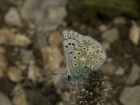 Polyommatus bellargus 8, Adonisblauwtje, female, Saxifraga-Jan van der Straaten