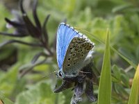 Polyommatus bellargus 83, Adonisblauwtje, Saxifraga-Willem van Kruijsbergen