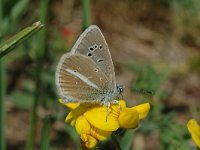 Polyommatus damon 10, Witstreepblauwtje, female, Saxifraga-Jan van der Straaten