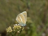 Polyommatus damon 17, Witstreepblauwtje, male, Saxifraga-Marijke Verhagen