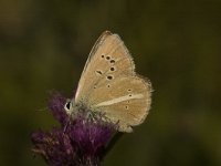 Polyommatus damon 18, Witstreepblauwtje, male, Saxifraga-Jan van der Straaten