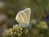 Polyommatus damon 19, Witstreepblauwtje, male, Saxifraga-Marijke Verhagen