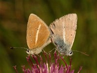 Polyommatus damon 2, Witstreepblauwtje, Saxifraga-Marijke Verhagen