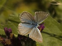 Polyommatus damon 21, Witstreepblauwtje, male, Saxifraga-Jan van der Straaten