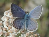 Polyommatus damon 22, Witstreepblauwtje, male, Saxifraga-Jan van der Straaten