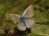 Polyommatus damon 23, Witstreepblauwtje, male, Saxifraga-Jan van der Straaten