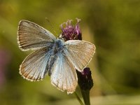 Polyommatus damon 25, Witstreepblauwtje, male, Saxifraga-Jan van der Straaten