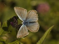 Polyommatus damon 26, Witstreepblauwtje, male, Saxifraga-Jan van der Straaten