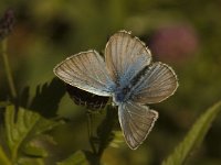 Polyommatus damon 27, Witstreepblauwtje, male, Saxifraga-Jan van der Straaten